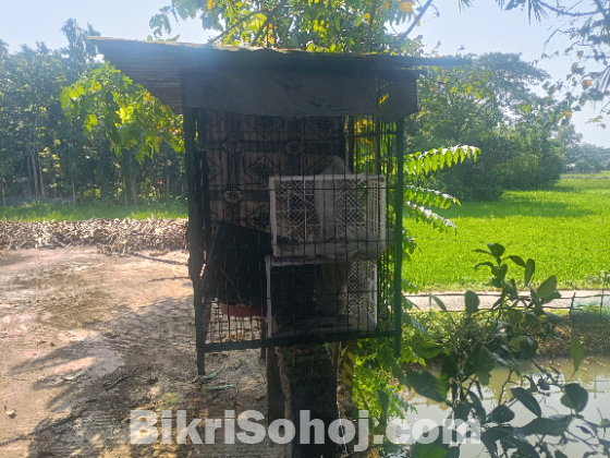 Pakir kaca bekroi